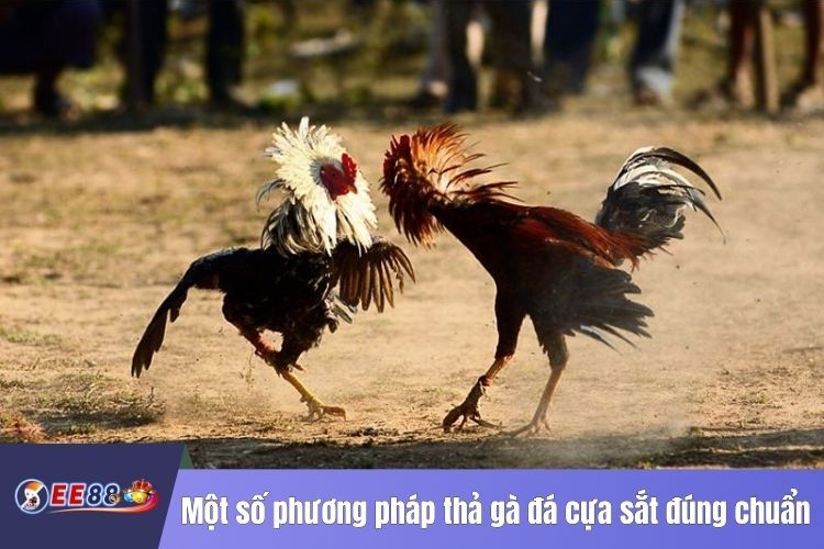 Một số phương pháp thả gà đá cựa sắt đúng chuẩn