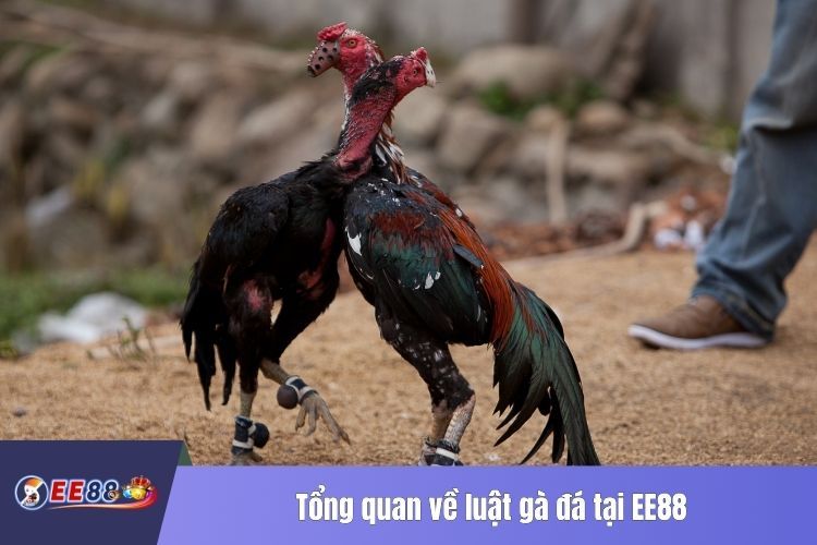 Tổng quan về luật gà đá tại EE88