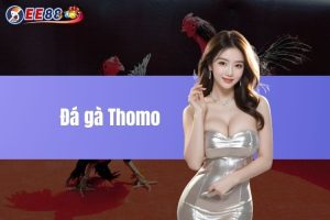 Đá gà Thomo - Khám phá nhiều trận đấu kịch tính tại EE88