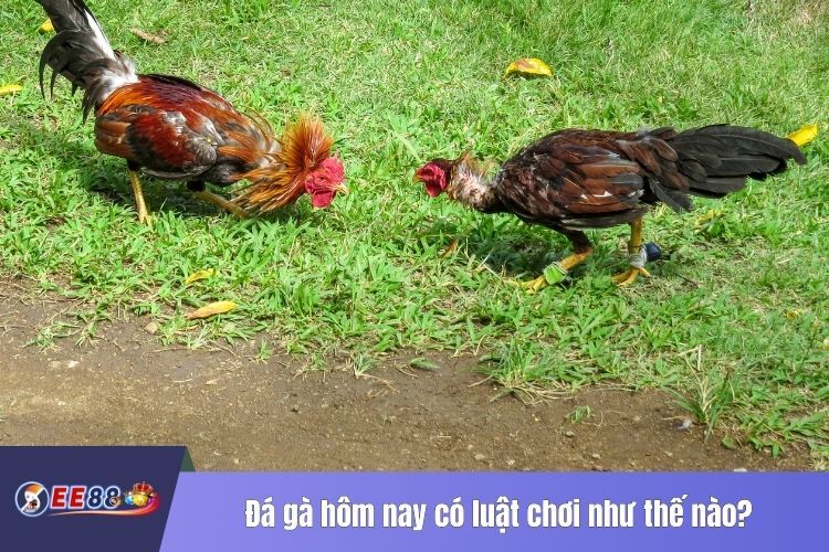 Đá gà hôm nay có luật chơi như thế nào?