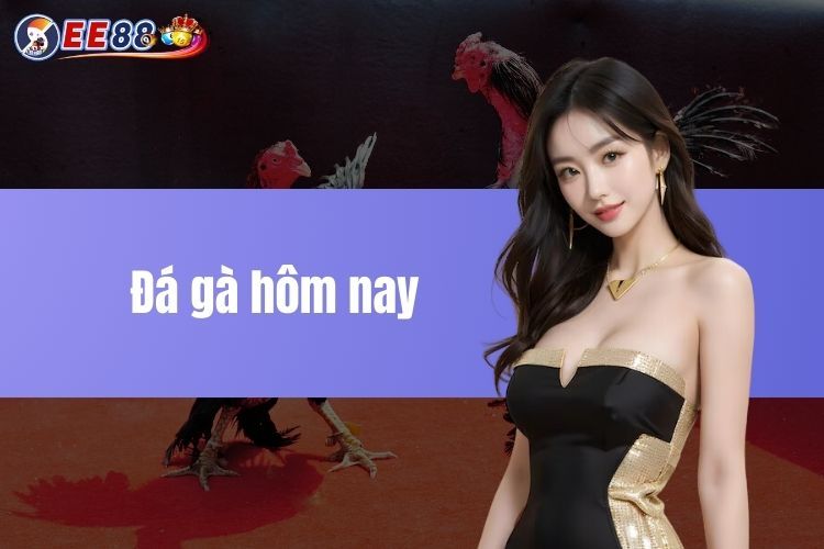 Đá gà hôm nay - Trải nghiệm những trận đấu gà hấp dẫn