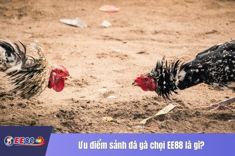 Ưu điểm sảnh đá gà chọi EE88 là gì?