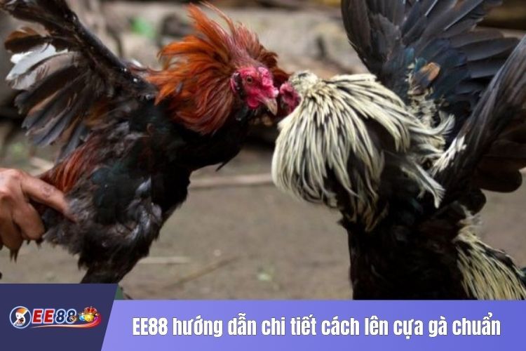 EE88 hướng dẫn chi tiết cách lên cựa gà chuẩn