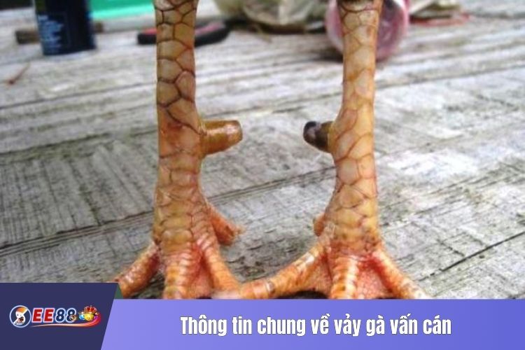 Thông tin chung về vảy gà vấn cán