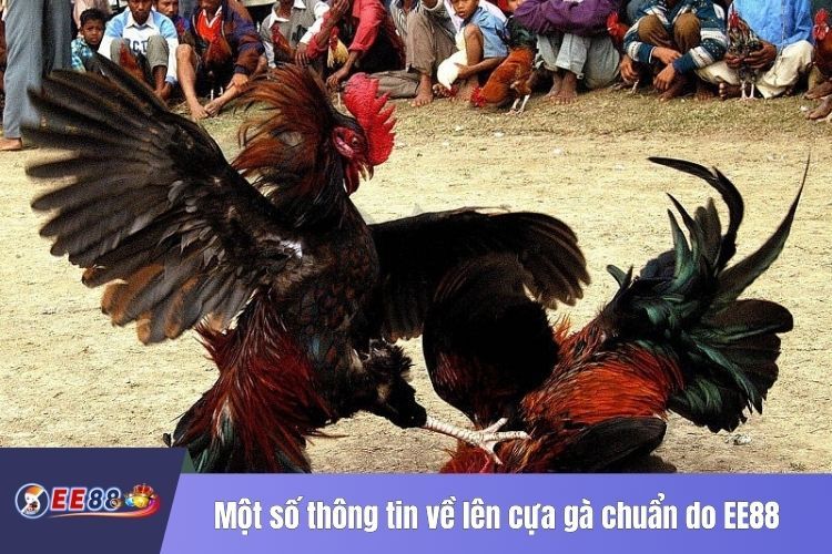 Một số thông tin về lên cựa gà chuẩn do EE88 chia sẻ