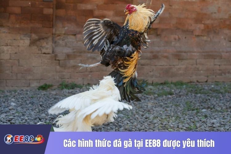 Các hình thức đá gà tại EE88 được nhiều sư kê yêu thích